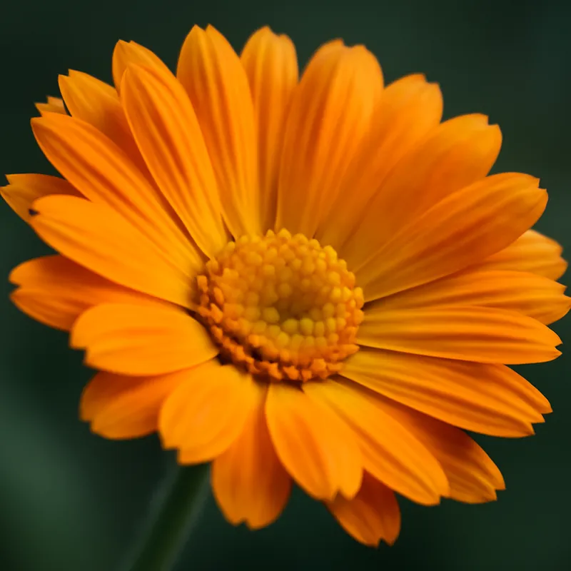 Ringblomst – Classic – bilde 2