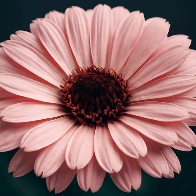 Ringblomst – Pink – bilde 2