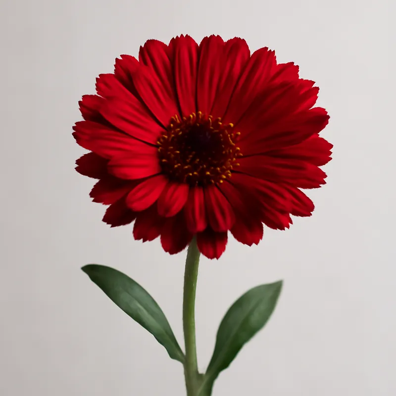 Ringblomst – Red