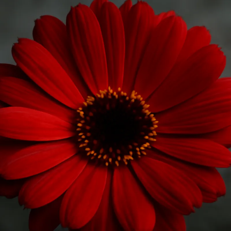 Ringblomst – Red – bilde 2