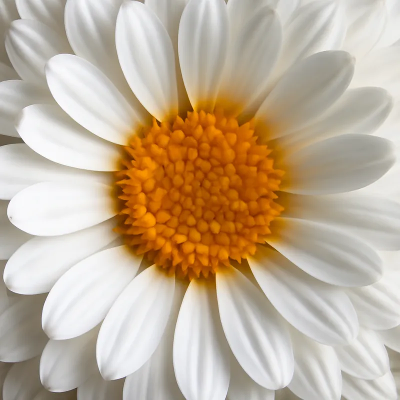 Ringblomst – White – bilde 2
