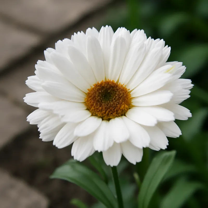 Ringblomst – White – bilde 4