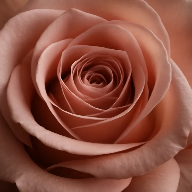 Rose – Classic – bilde 2