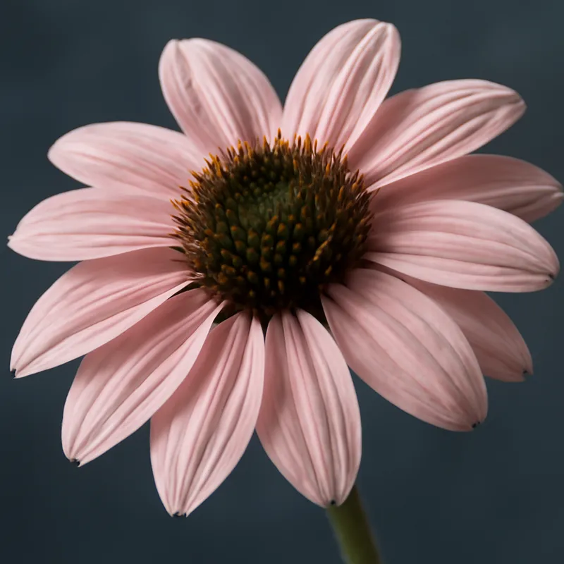 Rudbeckia – Pink – bilde 1