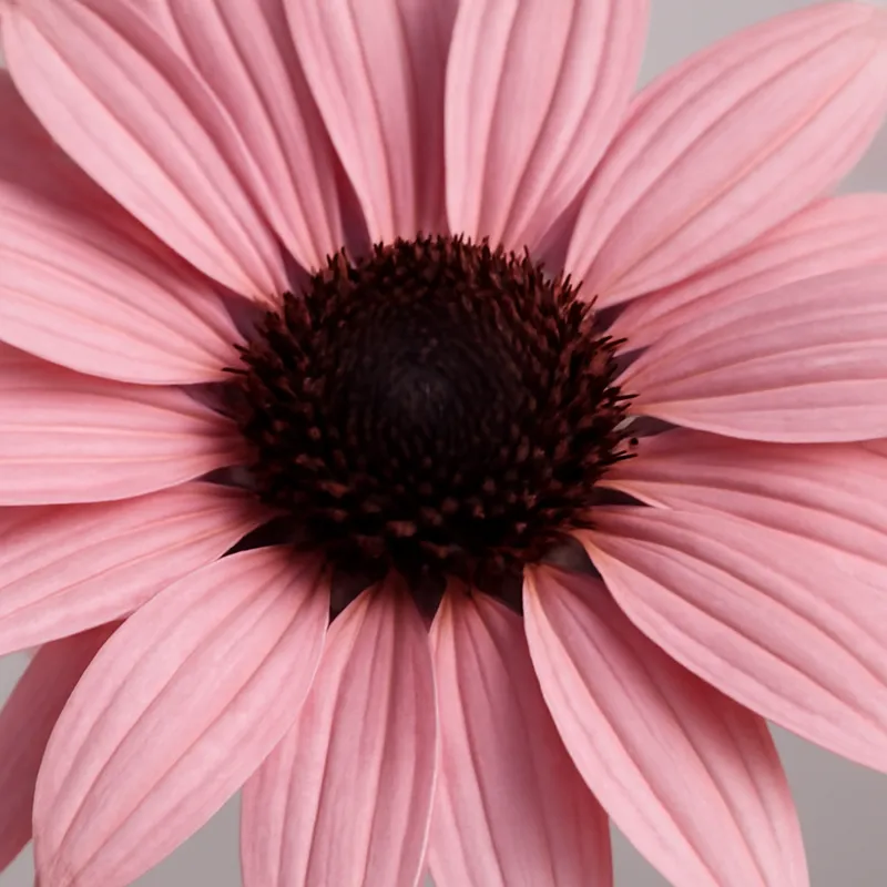 Rudbeckia – Pink – bilde 2