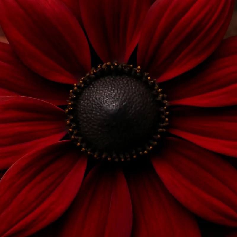 Rudbeckia – Red – bilde 2