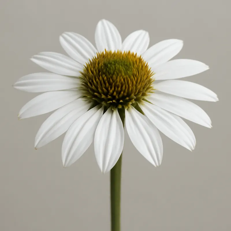 Rudbeckia – White