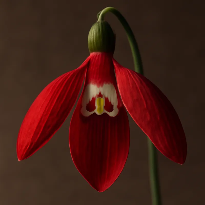 Snøklokke – Red – bilde 2