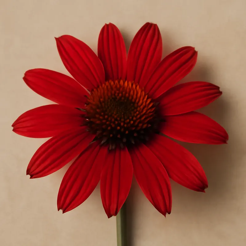 Rød solhatt – Classic – bilde 1