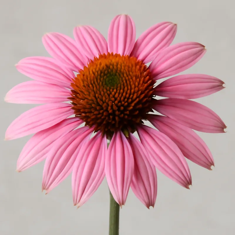 Rød solhatt – Pink