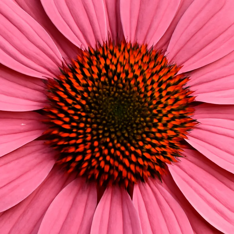 Rød solhatt – Pink – bilde 2