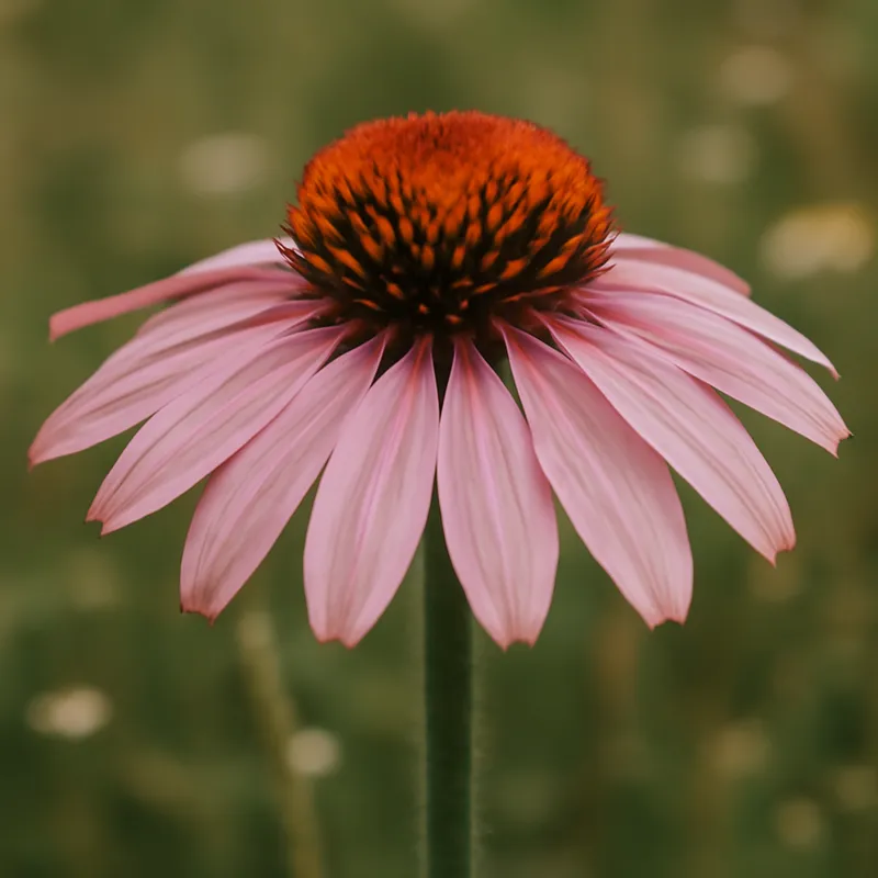 Rød solhatt – Pink – bilde 4