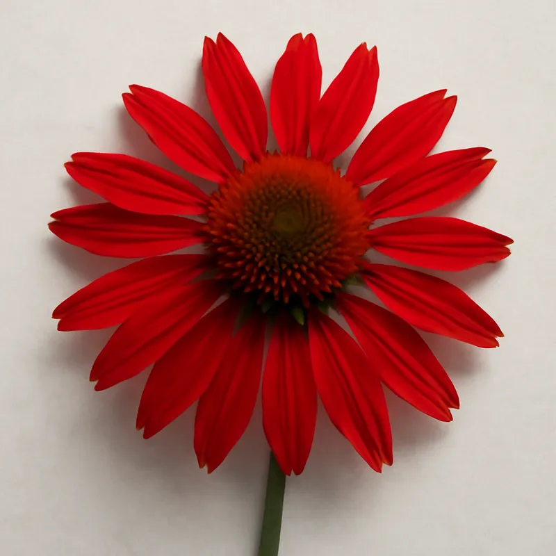 Rød solhatt – Red