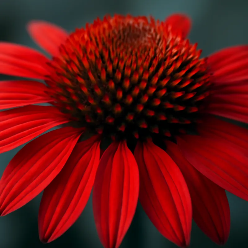 Rød solhatt – Red – bilde 2