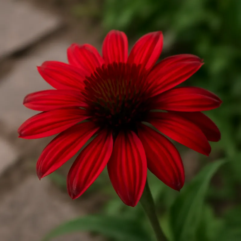 Rød solhatt – Red – bilde 4