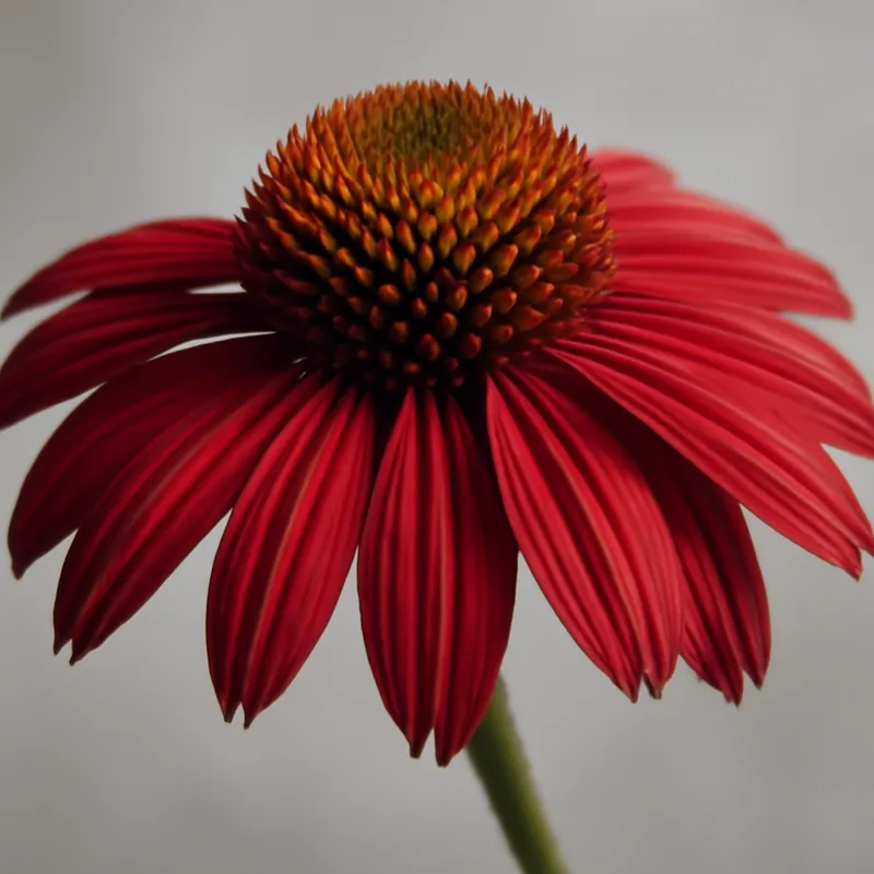 Rød solhatt – White