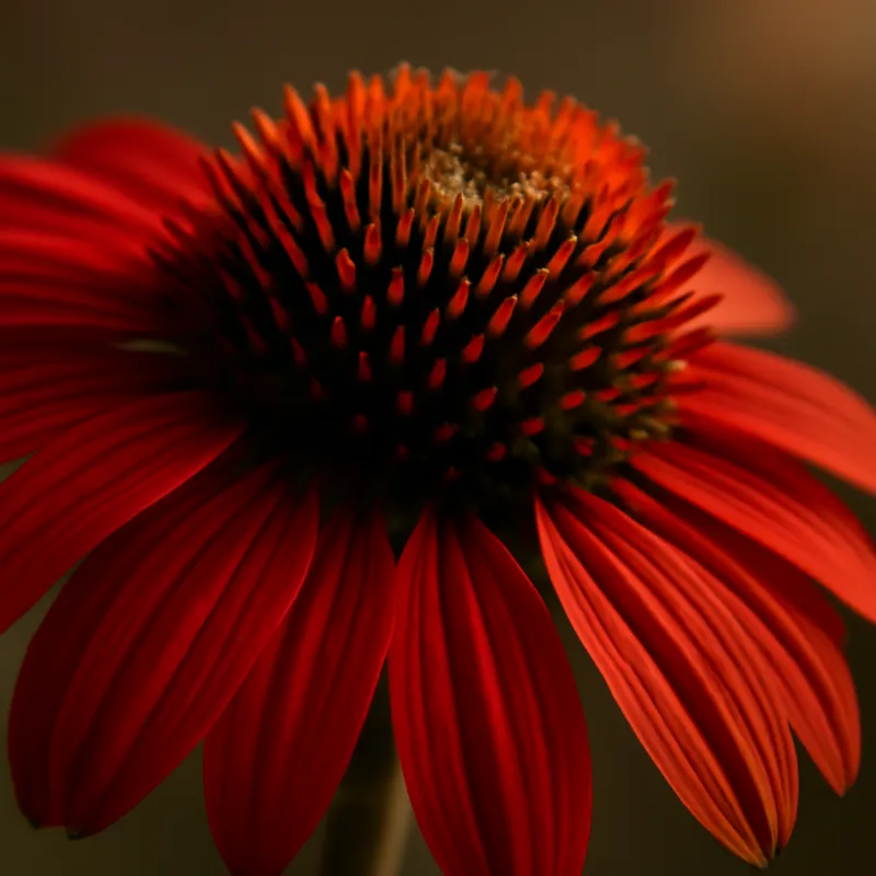 Rød solhatt – White – bilde 2