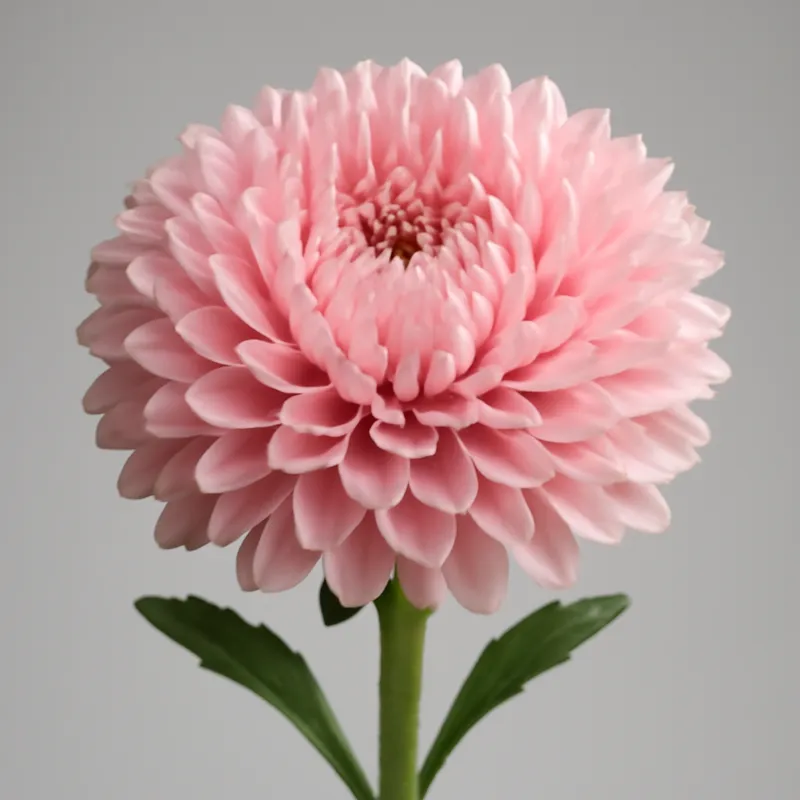 Sommaraster – Pink