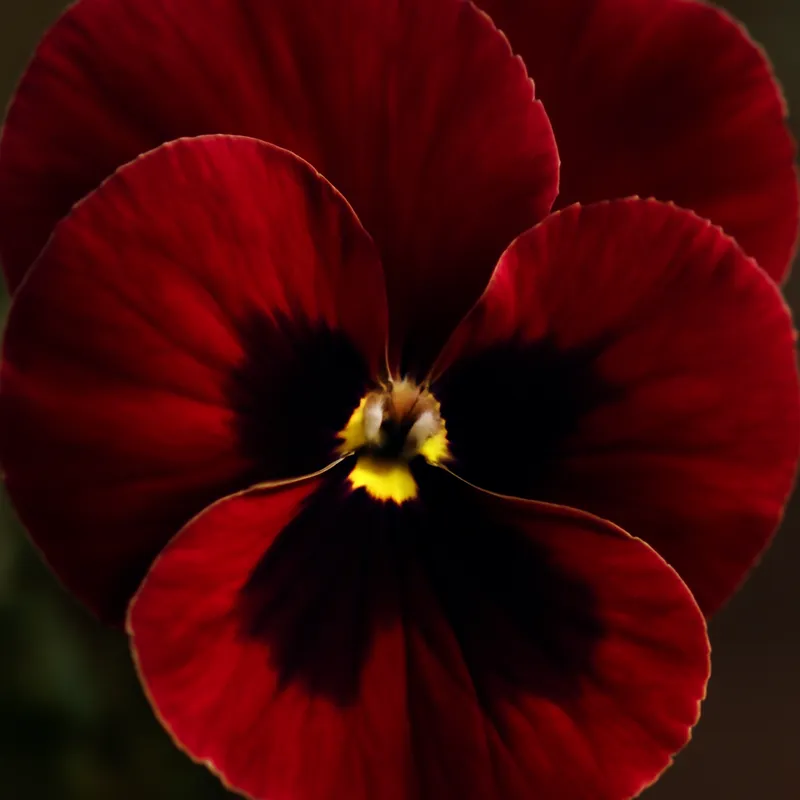 Pensé – Red – bilde 2