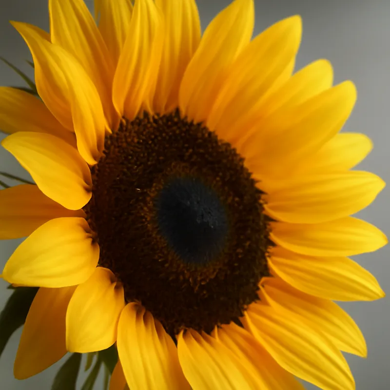 Sunflower – Classic – bilde 2