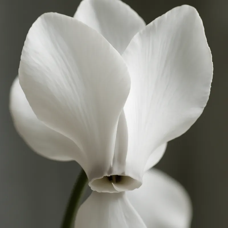 Cyklamen – White – bilde 2