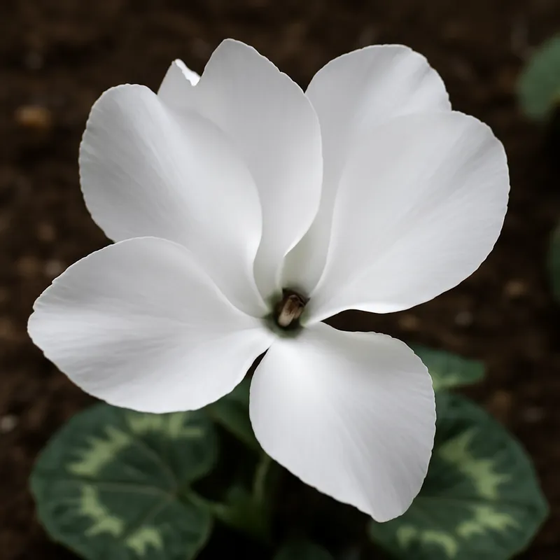 Cyklamen – White – bilde 4