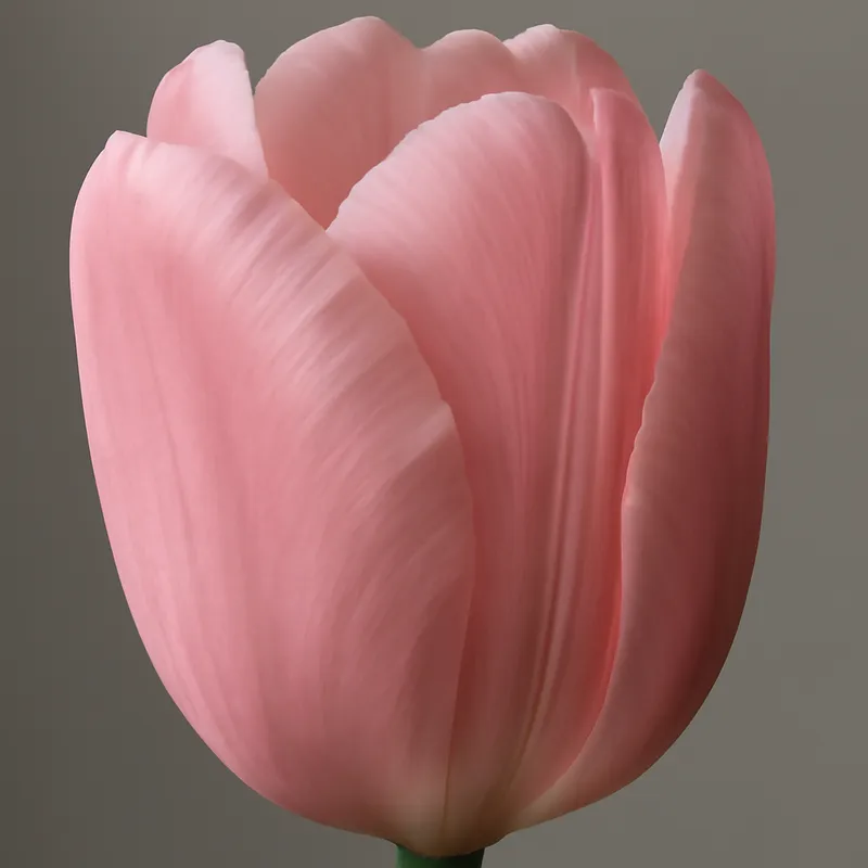 Tulip – Pink – bilde 2