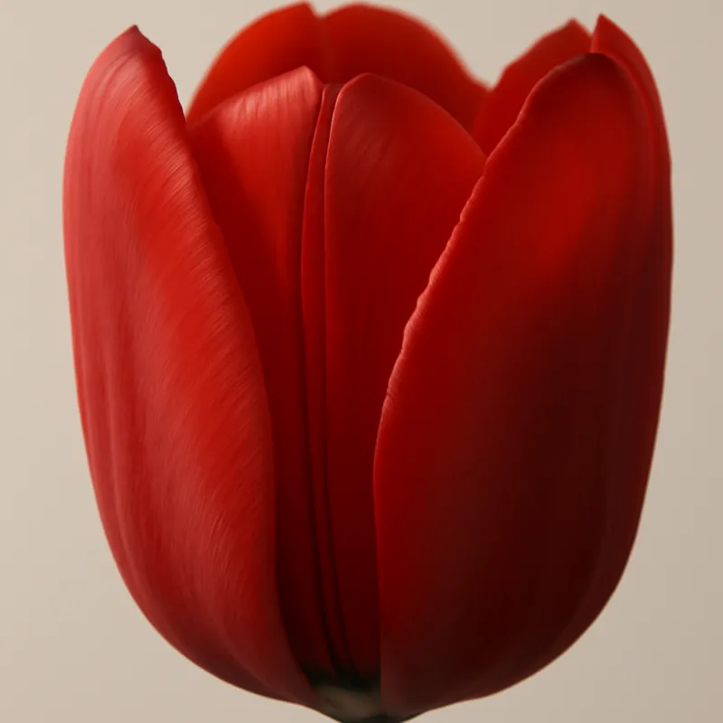 Tulip – Red – bilde 2