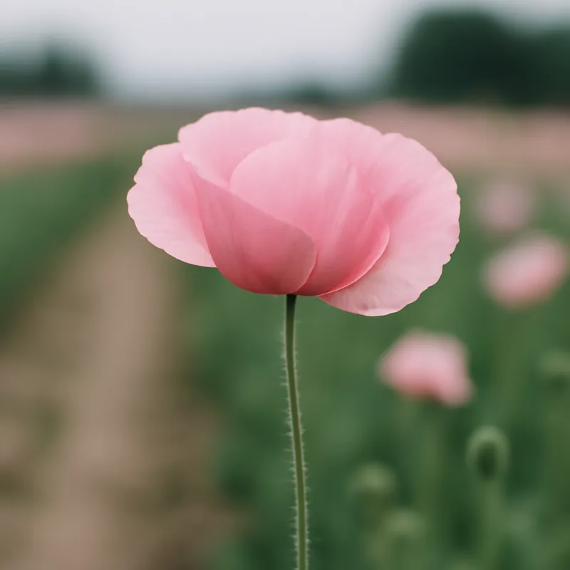 Vallmo – Pink – bilde 4