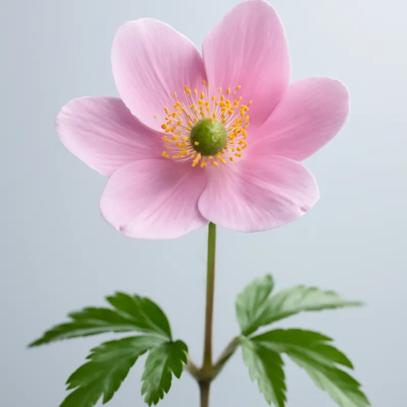 Vitsippa – Pink