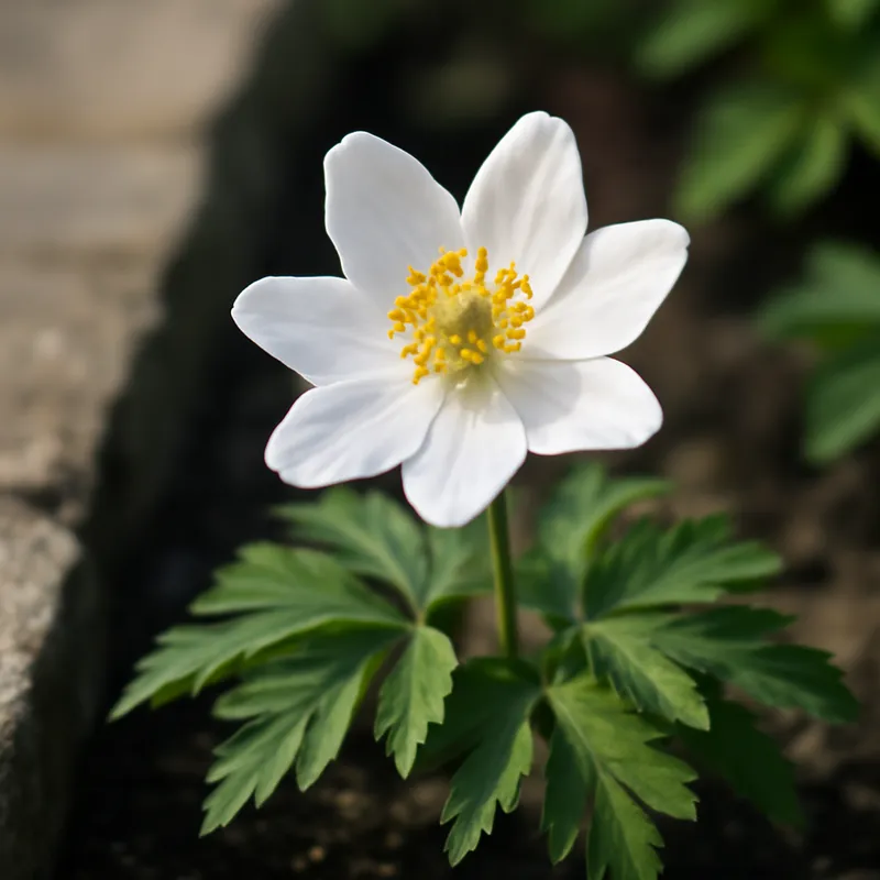 Vitsippa – White – bilde 4