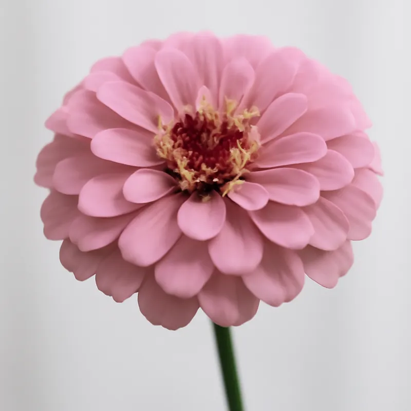 Zinnia – Pink