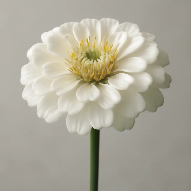 Zinnia – White