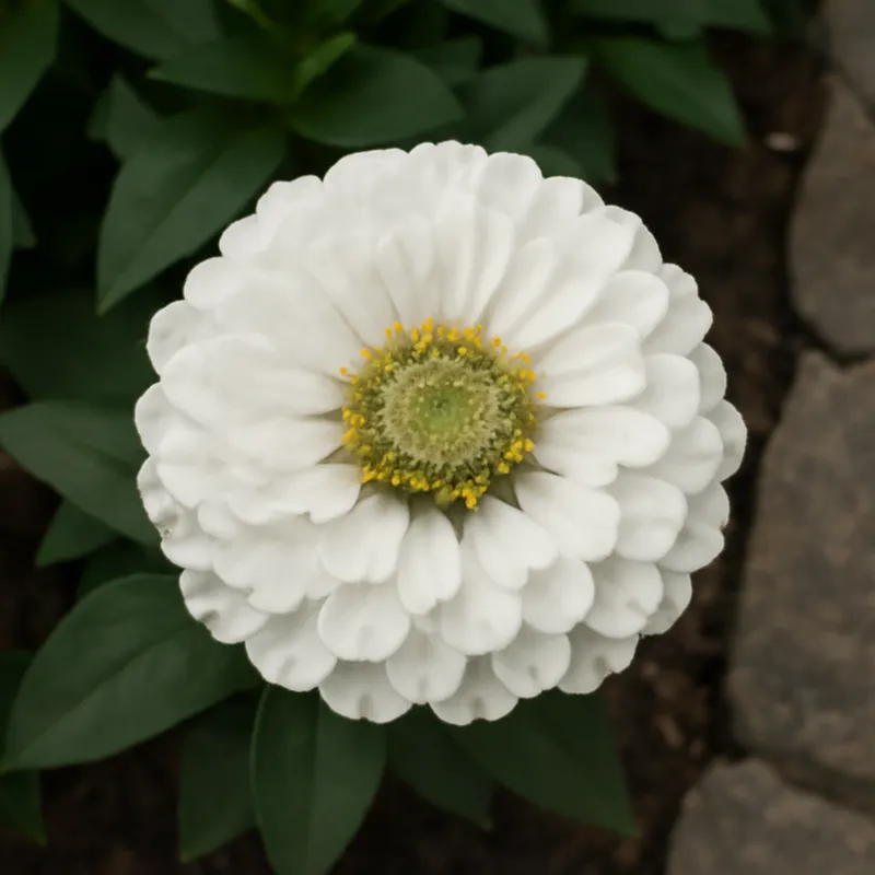 Zinnia – White – bilde 4